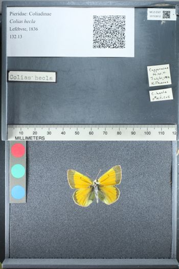 Media type: image;   Entomology 153612